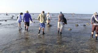 the scientist walking across a reef studying the ground for specimens